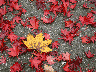 fall_1866